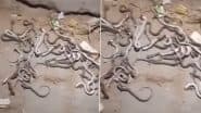 Meerut Shocker: मेरठ जिले में किसान के घर से निकले 50 से ज्यादा जिंदा सांप, सभी को मारकर गड्डे में दबाया, गांव के लोगों में फैला डर (Watch Video)