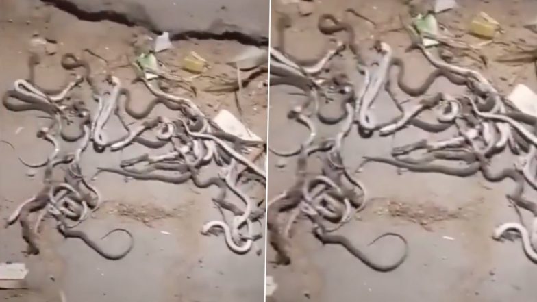 Meerut Shocker: मेरठ जिले में किसान के घर से निकले 50 से ज्यादा जिंदा सांप, सभी को मारकर गड्डे में दबाया, गांव के लोगों में फैला डर (Watch Video)