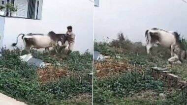 Viral Video: हरियाणा में आवारा मवेशियों का आतंक! युवक के पीछे दौड़ी गाय ने किया जानलेवा हमला, रेवाड़ी का वीडियो आया सामने Viral Video: हरियाणा में आवारा मवेशियों का आतंक! युवक के पीछे दौड़ी गाय ने किया जानलेवा हमला, रेवाड़ी का वीडियो आया सामने