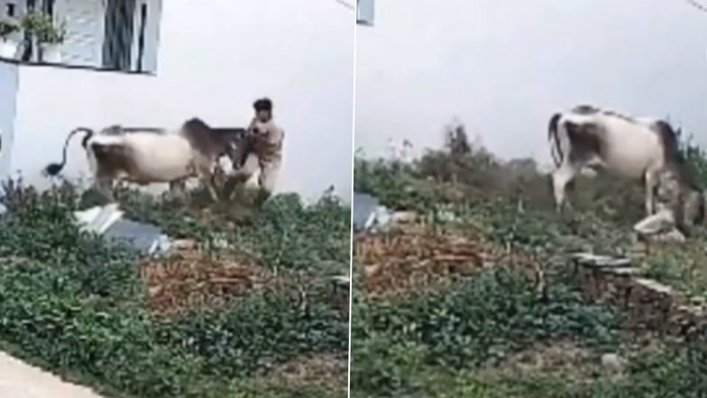Viral Video: हरियाणा में आवारा मवेशियों का आतंक! युवक के पीछे दौड़ी गाय ने किया जानलेवा हमला, रेवाड़ी का वीडियो आया सामने