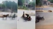 Kaushambi Road Accident: 'जाको राखे साइयां, मार सके ना कोय... तेज रफ्तार बाइक सवार सड़क पर चल रहे घोड़े से टकराया, फिर उठकर खड़ा हुआ, लेकिन घोड़े की हुई मौत (Watch Video)