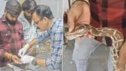 Python Surgery in Narmadapuram: शिकार के दौरान अजगर हुआ घायल, डॉक्टर ने लगाएं 21 टांके, नर्मदापुरम का वीडियो आया सामने (Watch Video)