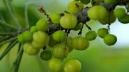 Amla Squash Benefits: आंवला स्क्वैश के इन फायदों से वाकिफ नहीं होंगे आप, इम्यूनिटी बढ़ाने के साथ सभी लोगों के लिए लाभकारी