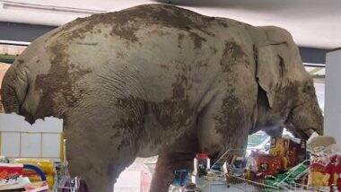 Elephant Enters Convenience Store: खाओ याई नेशनल पार्क का हाथी थाई सुविधा स्टोर में घुसा, अलमारियों से स्नैक्स खाता हुआ दिया दिखाई,- देखें वायरल वीडियो