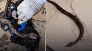 Snake Got Stuck in Asphalt: डामर में फंसने के बाद निकलने के लिए संघर्ष करने लगा रसेल वाइपर, उसके बाद जो हुआ देखें वीडियो