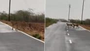 VIDEO: मध्य प्रदेश के कूनो नेशनल पार्क से 150 किलोमीटर दूर सड़क पार करते दिखे 5 चीते, ग्रामीणों में फैली दहशत, मुरैना का वीडियो आया सामने