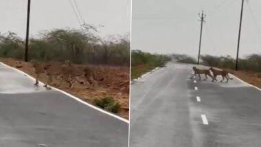 VIDEO: मध्य प्रदेश के कूनो नेशनल पार्क से 150 किलोमीटर दूर सड़क पार करते दिखे 5 चीते, ग्रामीणों में फैली दहशत, मुरैना का वीडियो आया सामने