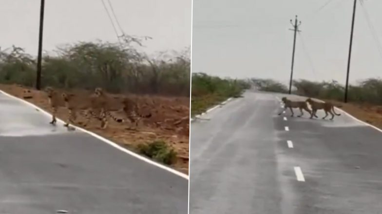 VIDEO: मध्य प्रदेश के कूनो नेशनल पार्क से 150 किलोमीटर दूर सड़क पार करते दिखे 5 चीते, ग्रामीणों में फैली दहशत, मुरैना का वीडियो आया सामने