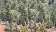 Bigfoot in US: कोलोराडो नदी के जंगल के पास घूमते दिखा पौराणिक जीव, वीडियो हुआ वायरल