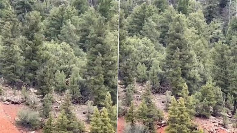 Bigfoot in US: कोलोराडो नदी के जंगल के पास घूमते दिखा पौराणिक जीव, वीडियो हुआ वायरल