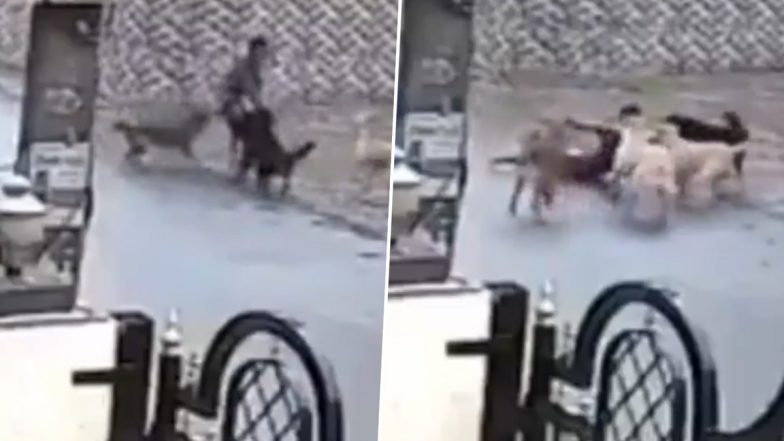 Dog Attack on Child: उदयपुर में आवारा कुत्तों ने किया 8 साल के बच्चे पर हमला, शरीर को नोचा, उदयपुर का सीसीटीवी फुटेज आया सामने;VIDEO