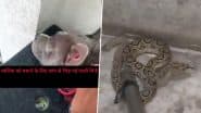 Meerut: मालिक के परिवार की रक्षा के लिए पालतू कुत्ते ने रसेल वाइपर से की लड़ाई, 26 बार काटने के बाद मौत (देखें वीडियो)