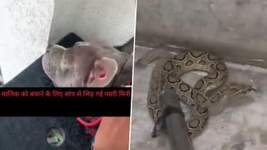 Meerut: मालिक के परिवार की रक्षा के लिए पालतू कुत्ते ने रसेल वाइपर से की लड़ाई, 26 बार काटने के बाद मौत (देखें वीडियो)