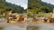Lionesses Attacked the Crocodile: पानी से बाहर निकलते ही मगरमच्छ पर शेरनियों ने कर दिया हमला, देखें वायरल वीडियो