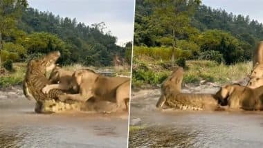 Lionesses Attacked the Crocodile: पानी से बाहर निकलते ही मगरमच्छ पर शेरनियों ने कर दिया हमला, देखें वायरल वीडियो Lionesses Attacked the Crocodile: पानी से बाहर निकलते ही मगरमच्छ पर शेरनियों ने कर दिया हमला, देखें वायरल वीडियो