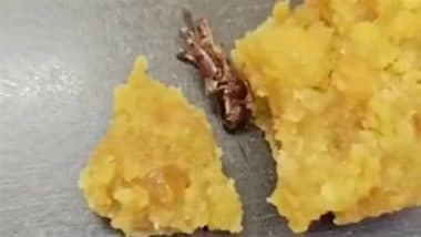 Cockroach Found in Srisailam Laddoo: श्रीशैलम लड्डू प्रसादम में कॉकरोच मिलने का भक्त ने किया दावा, मंदिर ने किया इनकार- देखें वीडियो