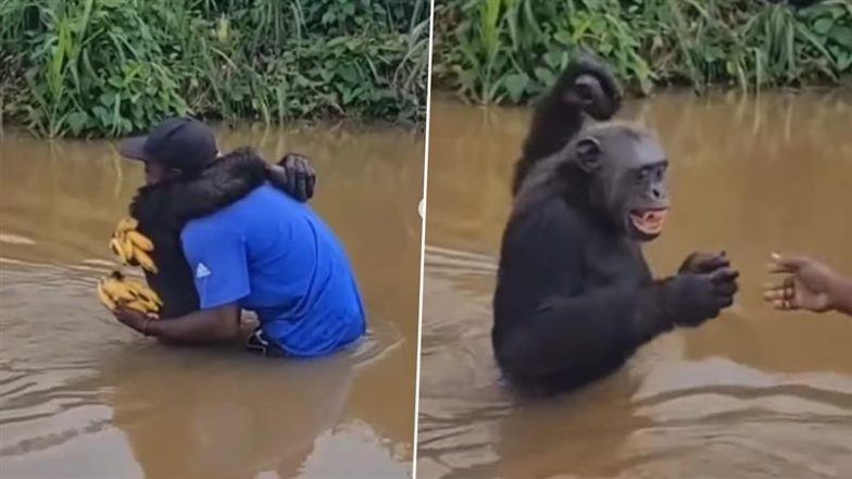 Viral Video: बाढ़ ग्रस्त जगह पर शख्स चिंपैंजियों के लिए ले आया केला, ख़ुशी से जानवर ने लगाया गले