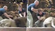 Lion Attacks Zookeeper: शेर की आंख में आंख मिलाकर लगातार घूर रहा था जूकीपर, भड़के लायन ने कर दिया हमला- देखें वीडियो