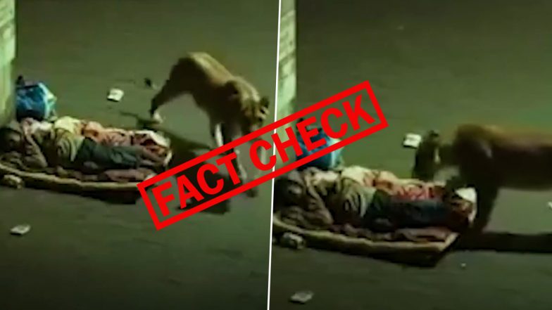 Fact Check: भूखा शेर खाने की तलाश में सड़क पर सो रहे शख्स को सूंघकर छोड़ा? जानें वायरल हो रहे वीडियो का सच
