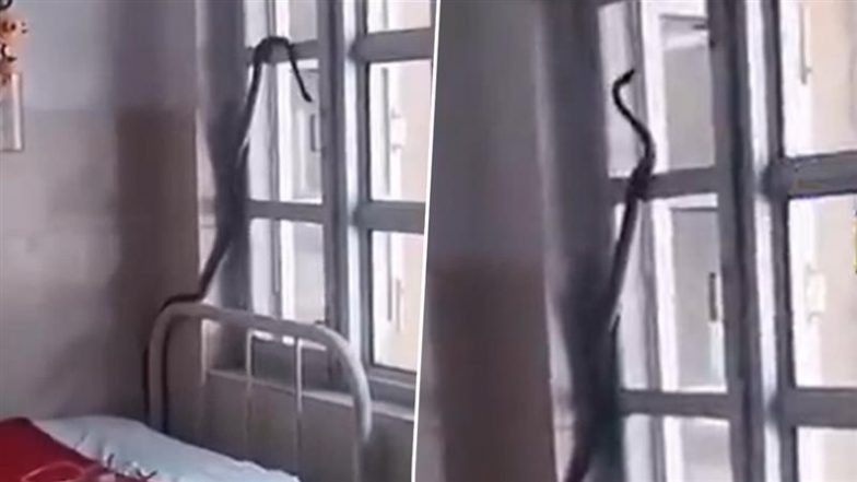 Himachal: कुल्लू जिला अस्पताल में निकला 7 फुट लंबा सांप, मरीजों में मची अफरा-तफरी; वन विभाग ने कड़ी मशक्कत के बाद किया रेस्क्यू (Watch Vidoe)