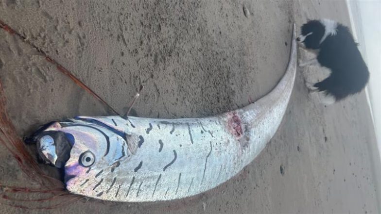 &lsquo;Doomsday&rsquo; Fish in Australia: तस्मानिया के समुद्र तट पर विशाल ओरफ़िश बहकर आई, क्या ये है किसी आपदा का संकेत? तस्वीर वायरल हुई