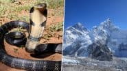 King Cobras Found Near Mount Everest: माउंट एवरेस्ट के पास किंग कोबरा मिलने से जलवायु परिवर्तन पर चिंता बढ़ी