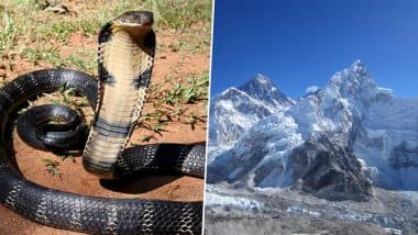 King Cobras Found Near Mount Everest: माउंट एवरेस्ट के पास किंग कोबरा मिलने से जलवायु परिवर्तन पर चिंता बढ़ी