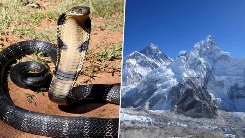 King Cobras Found Near Mount Everest: माउंट एवरेस्ट के पास किंग कोबरा मिलने से जलवायु परिवर्तन पर चिंता बढ़ी