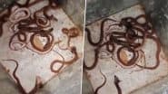 VIDEO: छत्तीसगढ़ के रायपुर जिले में एक ही घर से निकले 35 सांप, देखनेवालों के उड़े होश, सोशल मीडिया पर वीडियो आया सामने