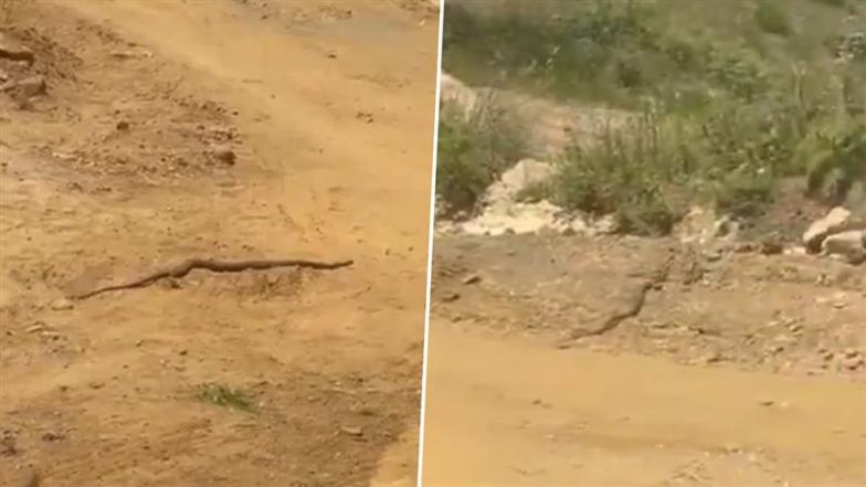 The Fastest Snake: पलक झपकते ही गायब हो गया सांप, रफ़्तार देख रह जाएंगे दंग