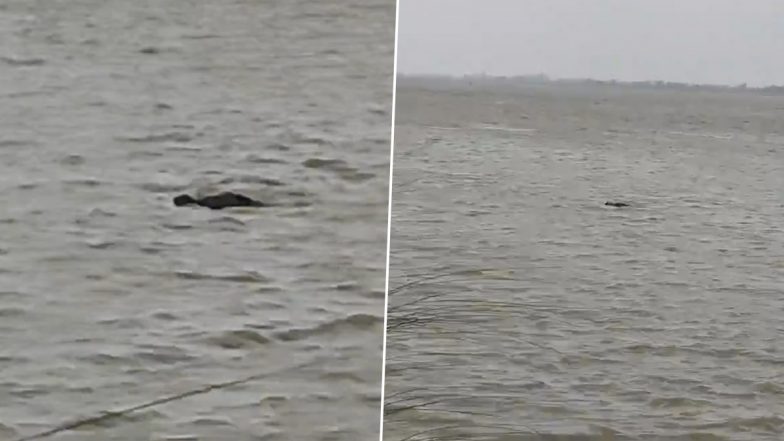 VIDEO: घाघरा नदी में 13 साल के बच्चे पर मगरमच्छ ने किया हमला, पानी में खींचकर ले गया, गोंडा जिले का वीडियो आया सामने