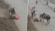 Bull Attacks on Man: गुस्साए बैल ने बुजुर्ग को अपनी सींगों पर उठाकर फेंका, देखें दिल दहला देने वाला वीडियो