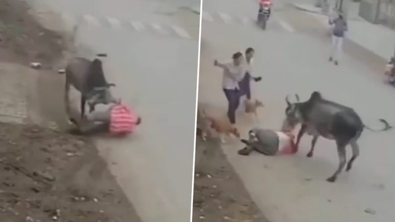 Bull Attacks on Man: गुस्साए बैल ने बुजुर्ग को अपनी सींगों पर उठाकर फेंका, देखें दिल दहला देने वाला वीडियो
