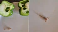 Live Scorpion in Capsicum: शिमला मिर्च से निकला जिंदा बिच्छू का बच्चा, जहरीला स्कॉर्पियन देखकर महिला हैरान- देखें वीडियो