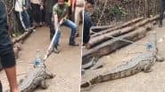 Viral Video: जंगल से रिहायशी इलाके में पहुंचा विशालकाय मगरमच्छ, जबलपुर के टिकरिया गांव में फैला डर, वन विभाग की टीम ने किया रेस्क्यू