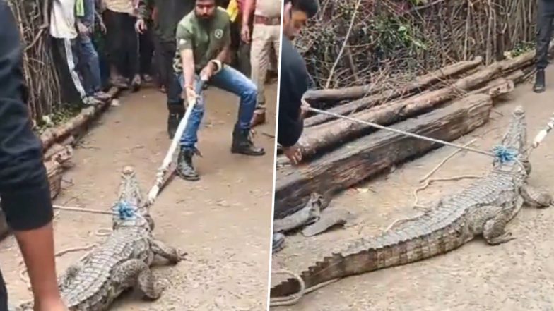 Viral Video: जंगल से रिहायशी इलाके में पहुंचा विशालकाय मगरमच्छ, जबलपुर के टिकरिया गांव में फैला डर, वन विभाग की टीम ने किया रेस्क्यू