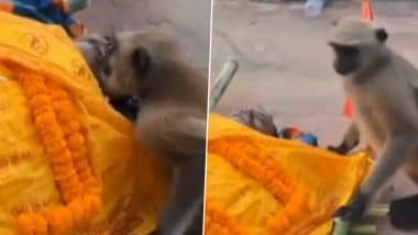 Langoor Attends Funeral in Jharkhand: देवघर में अंतिम संस्कार से पहले लंगूर ने अपने साथी’ के अंतिम संस्कार में भाग लिया, दोस्त को चूमकर दी अंतिम विदाई- देखें दिल छू लेने वाला वीडियो