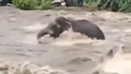 Viral Video: उफनती नदी में फंस गया जंगली हाथी, कई घंटों की मेहनत के बाद आखिर निकला बाहर, केरल का वीडियो आया सामने
