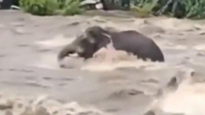 Viral Video: उफनती नदी में फंस गया जंगली हाथी, कई घंटों की मेहनत के बाद आखिर निकला बाहर, केरल का वीडियो आया सामने