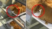 Cockroach Crawls Over Paneer Rolls: मुंबई के पॉपुलर बेकरी ब्रांड Theobroma आउटलेट में पनीर रोल पर रेंगता दिखा कॉकरोच, सोशल मीडिया पर वीडियो आया सामने (Watch Video)