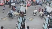 Nashik Shocker: नाशिक जिले में आवारा मवेशियों का आतंक! बीच सड़क पर बुजुर्ग पर किया हमला, शख्स की हुई मौत, घटना का वीडियो आया सामने;VIDEO