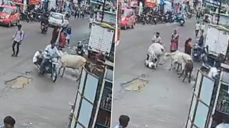 Nashik Shocker: नाशिक जिले में आवारा मवेशियों का आतंक! बीच सड़क पर बुजुर्ग पर किया हमला, शख्स की हुई मौत, घटना का वीडियो आया सामने;VIDEO