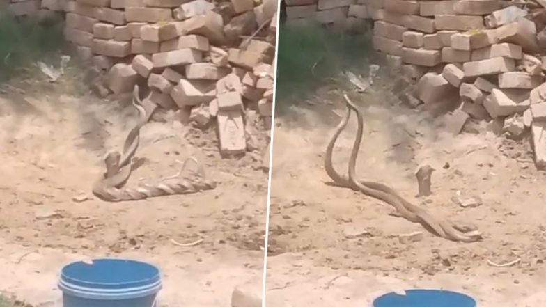 Viral Video: घर के आंगन में दिखा नाग नागिन का जोड़ा, देखने के लिए पहुंची लोगों की भीड़, रायबरेली के धमधमा गांव का वीडियो आया सामने