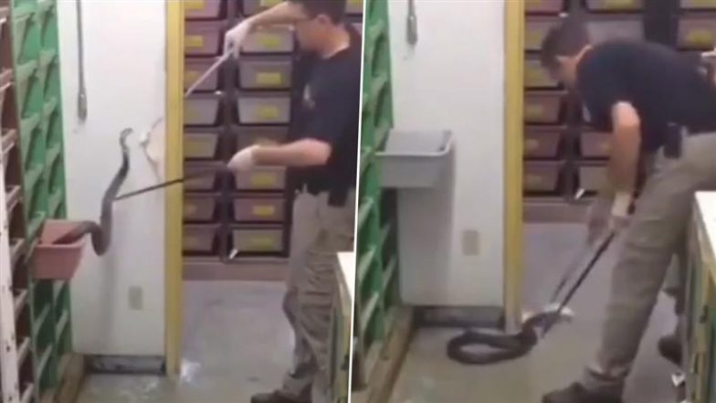 Snakes Eating Food: क्या आपने कभी सांप को खाना खाते देखा है? वायरल वीडियो देख आप रह जाएंगे दंग