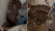 Snake Scare in Lucknow: बीजेपी सांसद बृजलाल के घर पर दिखा रसेल वाइपर, देखें वीडियो
