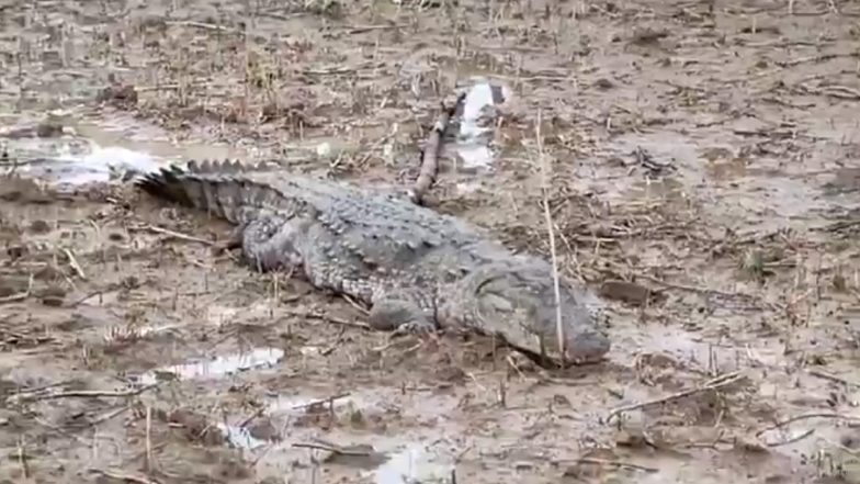 Viral Video: खेत में दिखा 6 फीट का मगरमच्छ, ग्रामीणों के उड़े होश, रेस्क्यू से पहले ही नाले में भागा, मिर्जापुर जिले का वीडियो आया सामने