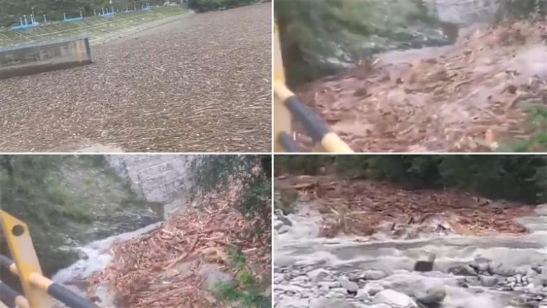 VIDEO: हिमाचल का 'पुष्पा' कौन? बादल फटते ही सामने आई वन माफिया की करतूत, डैम में लकड़ियों के ढेर ने खोली पोल