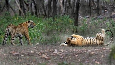 भारत में बाघ तो बढ़े लेकिन जंगलों में शिकार का संकट भारत में बाघ तो बढ़े लेकिन जंगलों में शिकार का संकट