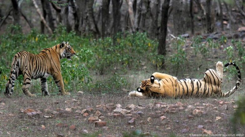 भारत में बाघ तो बढ़े लेकिन जंगलों में शिकार का संकट