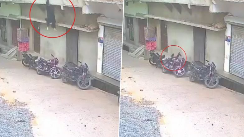 Jalaun Shocker: विवाद में पत्नी को पति ने छत से फेंका, पिटाई के बाद दिया धक्का, महिला की हालत गंभीर, घटना का वीडियो आया सामने;VIDEO